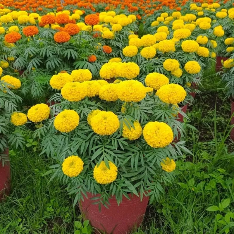 Marigold Live Plant 4 Inch Pot - Vibrant Yellow/Orange Flowers, Easy Care Outdoor Marigold Live Plant 4 Inch Pot - Vibrant Yellow/Orange Flowers, Easy Care Outdoor - Image 2
