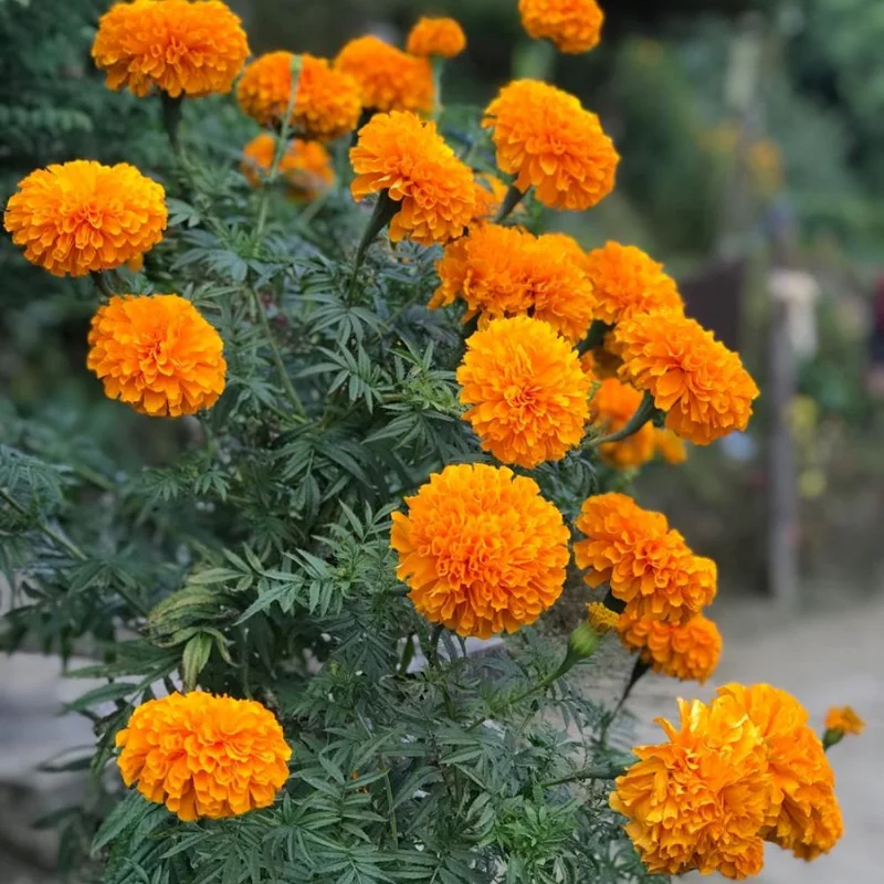 Marigold Live Plant 4 Inch Pot - Vibrant Yellow/Orange Flowers, Easy Care Outdoor Marigold Live Plant 4 Inch Pot - Vibrant Yellow/Orange Flowers, Easy Care Outdoor - Image 3