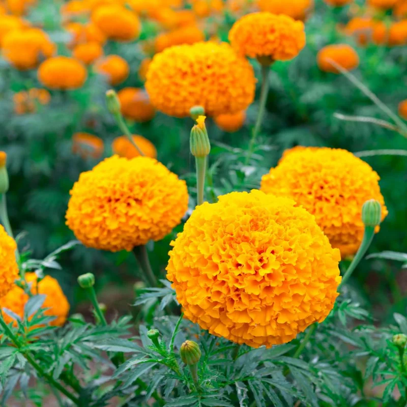 Marigold Live Plant 4 Inch Pot - Vibrant Yellow/Orange Flowers, Easy Care Outdoor Marigold Live Plant 4 Inch Pot - Vibrant Yellow/Orange Flowers, Easy Care Outdoor - Image 4