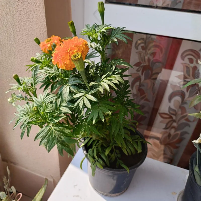 Marigold Live Plant 4 Inch Pot - Vibrant Yellow/Orange Flowers, Easy Care Outdoor Marigold Live Plant 4 Inch Pot - Vibrant Yellow/Orange Flowers, Easy Care Outdoor - Image 5