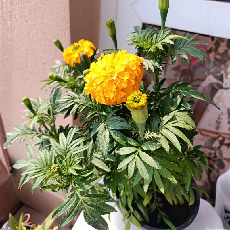 Marigold Live Plant 4 Inch Pot - Vibrant Yellow/Orange Flowers, Easy Care Outdoor Marigold Live Plant 4 Inch Pot - Vibrant Yellow/Orange Flowers, Easy Care Outdoor - Image 6