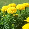 Marigold Live Plant 4 Inch Pot - Vibrant Yellow/Orange Flowers, Easy Care Outdoor Marigold Live Plant 4 Inch Pot - Vibrant Yellow/Orange Flowers, Easy Care Outdoor - Image 1