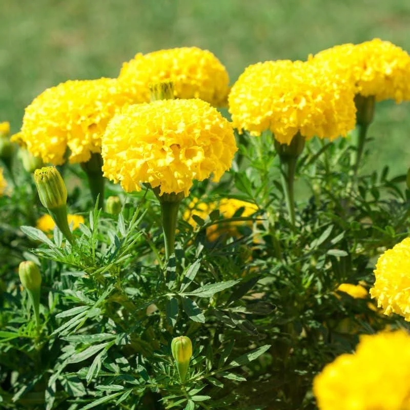 Marigold Live Plant 4 Inch Pot - Vibrant Yellow/Orange Flowers, Easy Care Outdoor Marigold Live Plant 4 Inch Pot - Vibrant Yellow/Orange Flowers, Easy Care Outdoor - Image 1