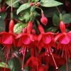 Marinka Fuchsia Live Plant, 2-5 Inch Starter, Red Trailing Flowers, Outdoor Hanging Basket - Image 1