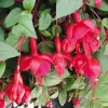 Marinka Fuchsia Live Plant - Trailing Red Flowers for Hanging Baskets - 5 inch Pot - Image 1
