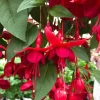 Marinka Fuchsia Live Starter Plants - Set of 2 - 2-5 Inch Tall - Red Flowers - Hanging Basket Plant - Image 1