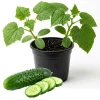 Marketmore Cucumber Live Plant - Vegetable Vine, 4 Inch Pot, 4-6 Inch Tall Seedling - Image 1