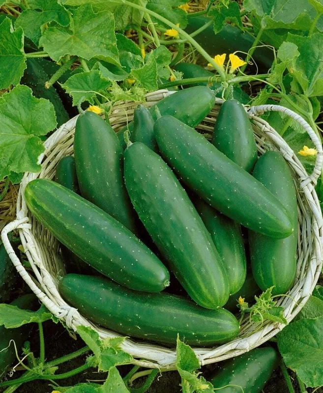 Marketmore Cucumber Live Plants – 2 Pack – 3-5 Inch Tall – Vegetable Garden Marketmore Cucumber Live Plants – 2 Pack – 3-5 Inch Tall – Vegetable Garden - Image 2