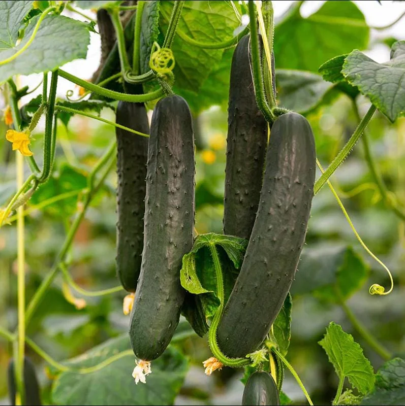 Marketmore Cucumber Live Plants – 2 Pack – 3-5 Inch Tall – Vegetable Garden Marketmore Cucumber Live Plants – 2 Pack – 3-5 Inch Tall – Vegetable Garden - Image 3