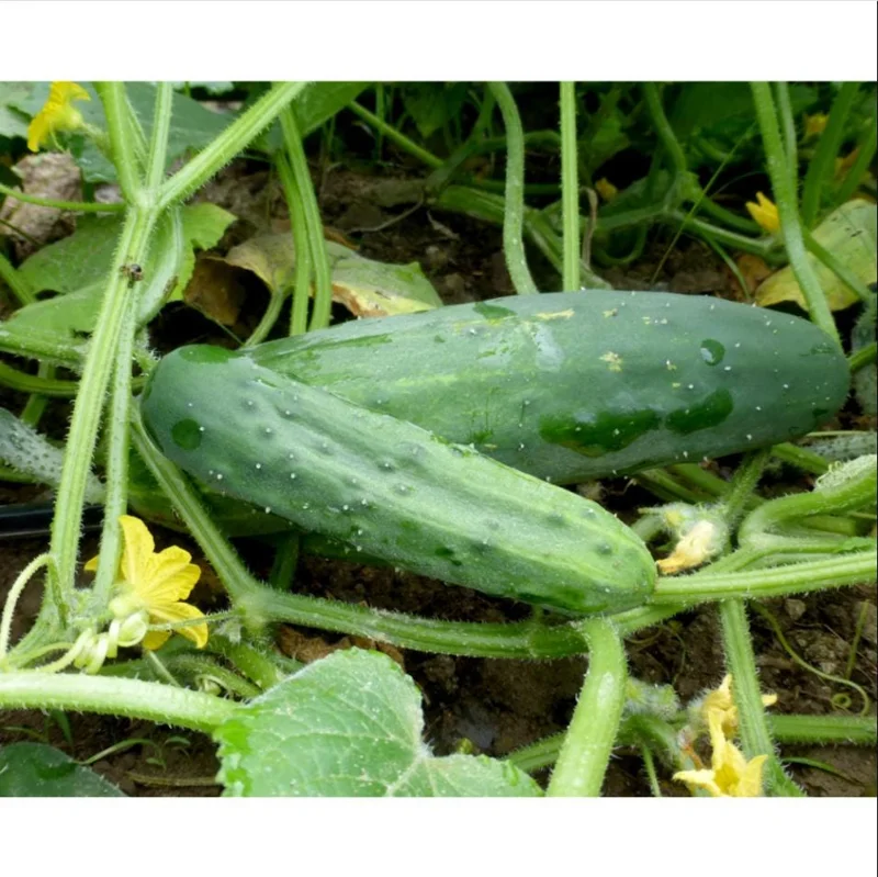 Marketmore Cucumber Live Plants – 2 Pack – 3-5 Inch Tall – Vegetable Garden Marketmore Cucumber Live Plants – 2 Pack – 3-5 Inch Tall – Vegetable Garden - Image 4