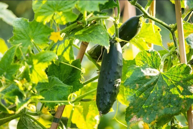 Marketmore Cucumber Live Plants – 2 Pack – 3-5 Inch Tall – Vegetable Garden Marketmore Cucumber Live Plants – 2 Pack – 3-5 Inch Tall – Vegetable Garden - Image 5