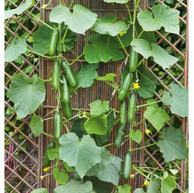 Marketmore Cucumber Live Plants – 2 Pack – 3-5 Inch Tall – Vegetable Garden Marketmore Cucumber Live Plants – 2 Pack – 3-5 Inch Tall – Vegetable Garden - Image 6