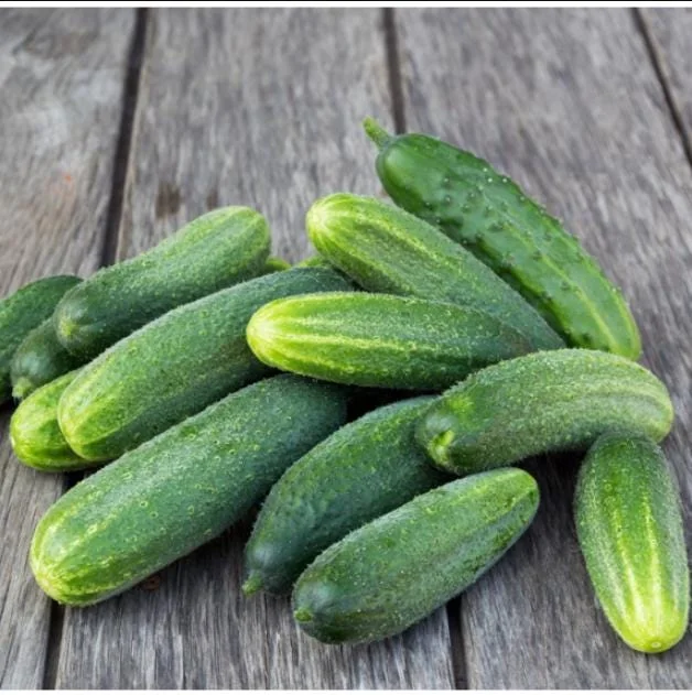Marketmore Cucumber Live Plants – 2 Pack – 3-5 Inch Tall – Vegetable Garden Marketmore Cucumber Live Plants – 2 Pack – 3-5 Inch Tall – Vegetable Garden - Image 7