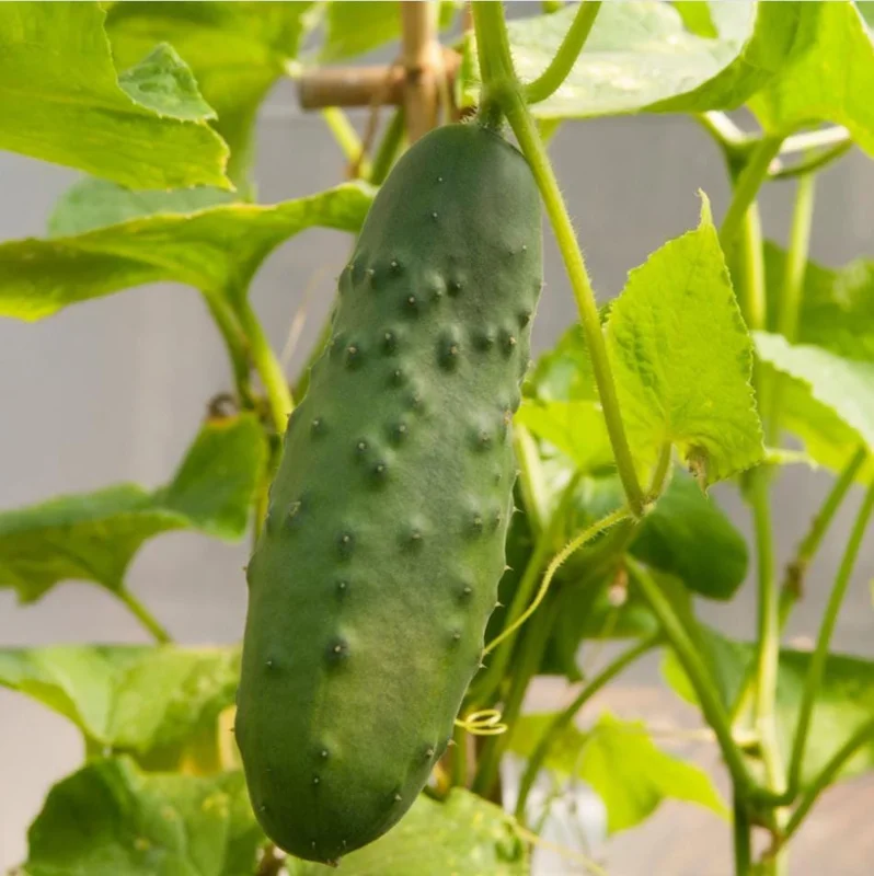 Marketmore Cucumber Live Plants – 2 Pack – 3-5 Inch Tall – Vegetable Garden Marketmore Cucumber Live Plants – 2 Pack – 3-5 Inch Tall – Vegetable Garden - Image 8