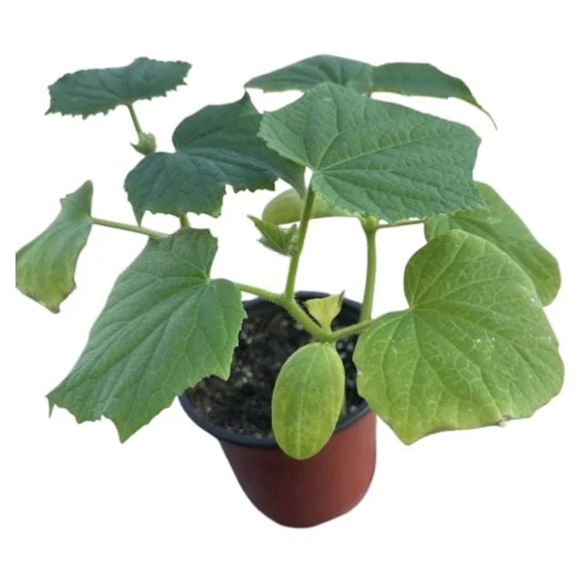Marketmore Cucumber Live Plants – 2 Pack – 3-5 Inch Tall – Vegetable Garden Marketmore Cucumber Live Plants – 2 Pack – 3-5 Inch Tall – Vegetable Garden - Image 9