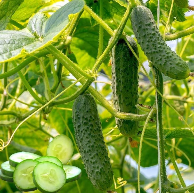 Marketmore Cucumber Live Plants – 2 Pack – 3-5 Inch Tall – Vegetable Garden Marketmore Cucumber Live Plants – 2 Pack – 3-5 Inch Tall – Vegetable Garden - Image 1