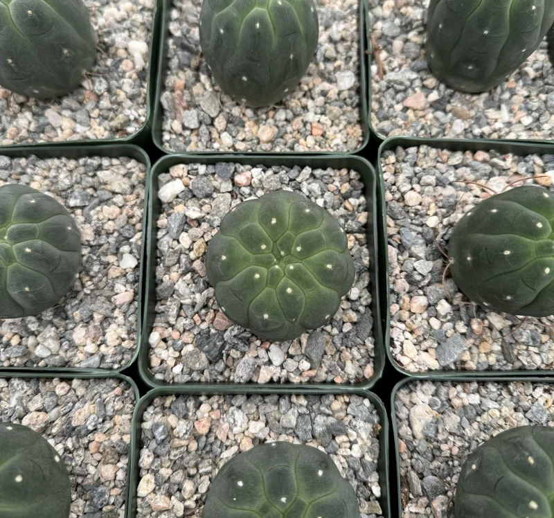 Matucana Madisoniorum Albiflora Live Cactus Plant - Rare White Flowers - 4 Inch Pot Matucana Madisoniorum Albiflora Live Cactus Plant - Rare White Flowers - 4 Inch Pot - Image 2