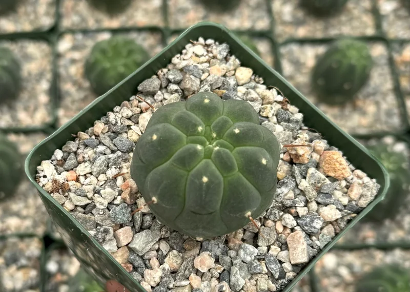 Matucana Madisoniorum Albiflora Live Cactus Plant - Rare White Flowers - 4 Inch Pot Matucana Madisoniorum Albiflora Live Cactus Plant - Rare White Flowers - 4 Inch Pot - Image 3