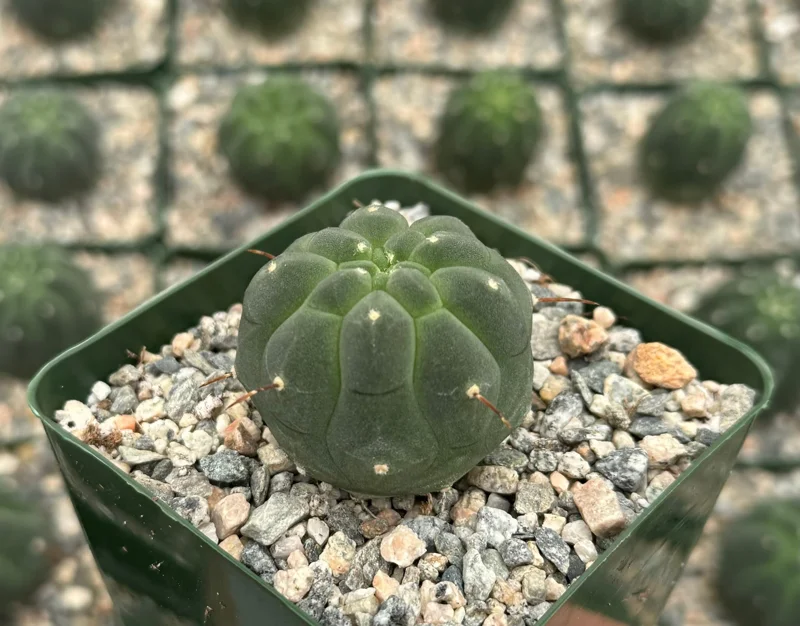 Matucana Madisoniorum Albiflora Live Cactus Plant - Rare White Flowers - 4 Inch Pot Matucana Madisoniorum Albiflora Live Cactus Plant - Rare White Flowers - 4 Inch Pot - Image 4