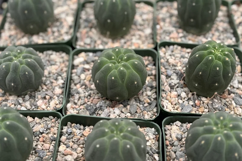 Matucana Madisoniorum Albiflora Live Cactus Plant - Rare White Flowers - 4 Inch Pot Matucana Madisoniorum Albiflora Live Cactus Plant - Rare White Flowers - 4 Inch Pot - Image 1