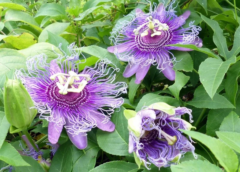 Maypop Passion Fruit Live Plant - Passiflora Incarnata Vine, 4-6 Inch Tall Maypop Passion Fruit Live Plant - Passiflora Incarnata Vine, 4-6 Inch Tall - Image 2