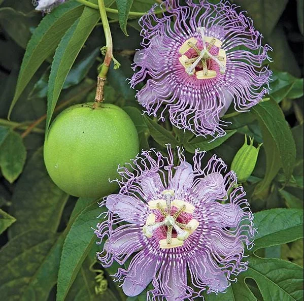 Maypop Passion Fruit Live Plant - Passiflora Incarnata Vine, 4-6 Inch Tall Maypop Passion Fruit Live Plant - Passiflora Incarnata Vine, 4-6 Inch Tall - Image 4