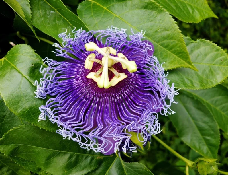 Maypop Passion Fruit Live Plant - Passiflora Incarnata Vine, 4-6 Inch Tall Maypop Passion Fruit Live Plant - Passiflora Incarnata Vine, 4-6 Inch Tall - Image 5