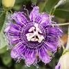 Maypop Passion Fruit Live Plant - Passiflora Incarnata Vine, 4-6 Inch Tall - Image 1