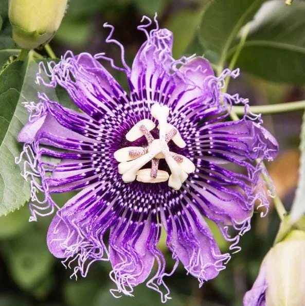 Maypop Passion Fruit Live Plant - Passiflora Incarnata Vine, 4-6 Inch Tall Maypop Passion Fruit Live Plant - Passiflora Incarnata Vine, 4-6 Inch Tall - Image 1