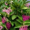 Medinilla Myriantha Malaysian Orchid Live Plant 4 Inch Pot Tropical Houseplant - Image 1