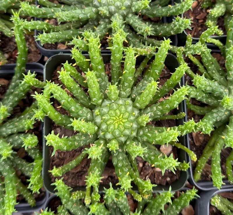 Medusa's Head Euphorbia Flanaganii Live Plant – Unique Succulent in 4 Inch Pot Medusa's Head Euphorbia Flanaganii Live Plant – Unique Succulent in 4 Inch Pot - Image 4