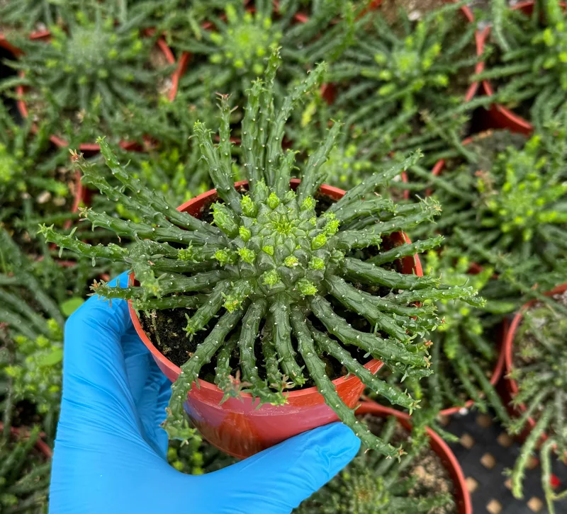 Medusa's Head Plant Euphorbia flanaganii Live Succulent 4-6 Inch Pot Indoor Outdoor Medusa's Head Plant Euphorbia flanaganii Live Succulent 4-6 Inch Pot Indoor Outdoor - Image 2