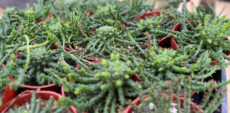 Medusa's Head Plant Euphorbia flanaganii Live Succulent 4-6 Inch Pot Indoor Outdoor Medusa's Head Plant Euphorbia flanaganii Live Succulent 4-6 Inch Pot Indoor Outdoor - Image 3