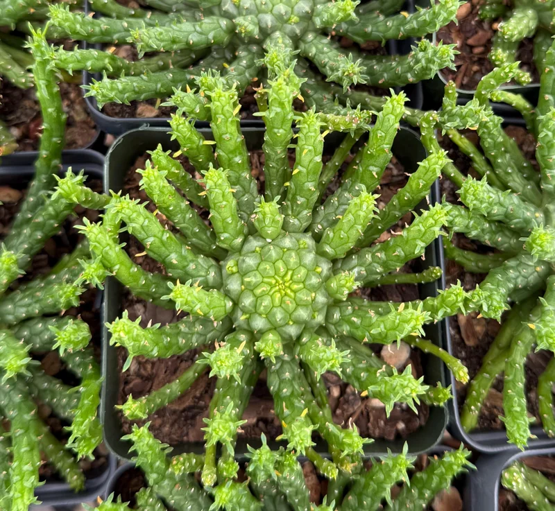 Medusa's Head Plant Euphorbia flanaganii Live Succulent 4-6 Inch Pot Indoor Outdoor Medusa's Head Plant Euphorbia flanaganii Live Succulent 4-6 Inch Pot Indoor Outdoor - Image 4