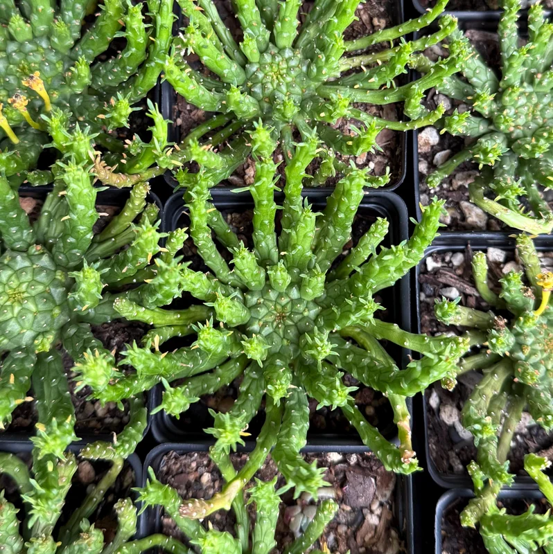 Medusa's Head Plant Euphorbia flanaganii Live Succulent 4-6 Inch Pot Indoor Outdoor Medusa's Head Plant Euphorbia flanaganii Live Succulent 4-6 Inch Pot Indoor Outdoor - Image 5