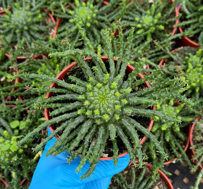 Medusa's Head Plant Euphorbia flanaganii Live Succulent 4-6 Inch Pot Indoor Outdoor Medusa's Head Plant Euphorbia flanaganii Live Succulent 4-6 Inch Pot Indoor Outdoor - Image 1