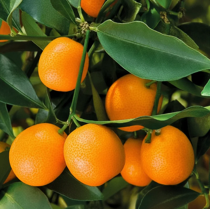 Meiwa Kumquat Plant - Live Fruit Tree, 1-3 Inch Tall, 1 Gallon Pot, Sweet Kumquats, Fragrant Blooms Meiwa Kumquat Plant - Live Fruit Tree, 1-3 Inch Tall, 1 Gallon Pot, Sweet Kumquats, Fragrant Blooms - Image 2