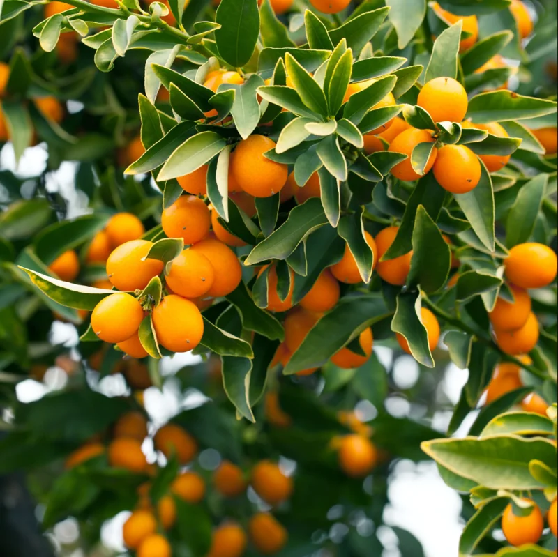 Meiwa Kumquat Plant - Live Fruit Tree, 1-3 Inch Tall, 1 Gallon Pot, Sweet Kumquats, Fragrant Blooms Meiwa Kumquat Plant - Live Fruit Tree, 1-3 Inch Tall, 1 Gallon Pot, Sweet Kumquats, Fragrant Blooms - Image 3
