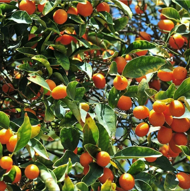 Meiwa Kumquat Plant - Live Fruit Tree, 1-3 Inch Tall, 1 Gallon Pot, Sweet Kumquats, Fragrant Blooms Meiwa Kumquat Plant - Live Fruit Tree, 1-3 Inch Tall, 1 Gallon Pot, Sweet Kumquats, Fragrant Blooms - Image 5