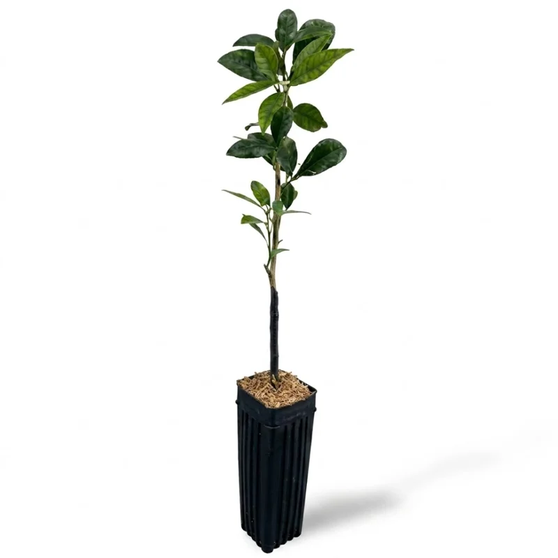 Meiwa Kumquat Plant - Live Fruit Tree, 1-3 Inch Tall, 1 Gallon Pot, Sweet Kumquats, Fragrant Blooms Meiwa Kumquat Plant - Live Fruit Tree, 1-3 Inch Tall, 1 Gallon Pot, Sweet Kumquats, Fragrant Blooms - Image 7