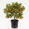 Meiwa Kumquat Plant - Live Fruit Tree, 1-3 Inch Tall, 1 Gallon Pot, Sweet Kumquats, Fragrant Blooms - Image 1