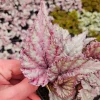 Merengue Rex Begonia Live Plant – Silver Houseplant – 5 Inch Pot - Image 1