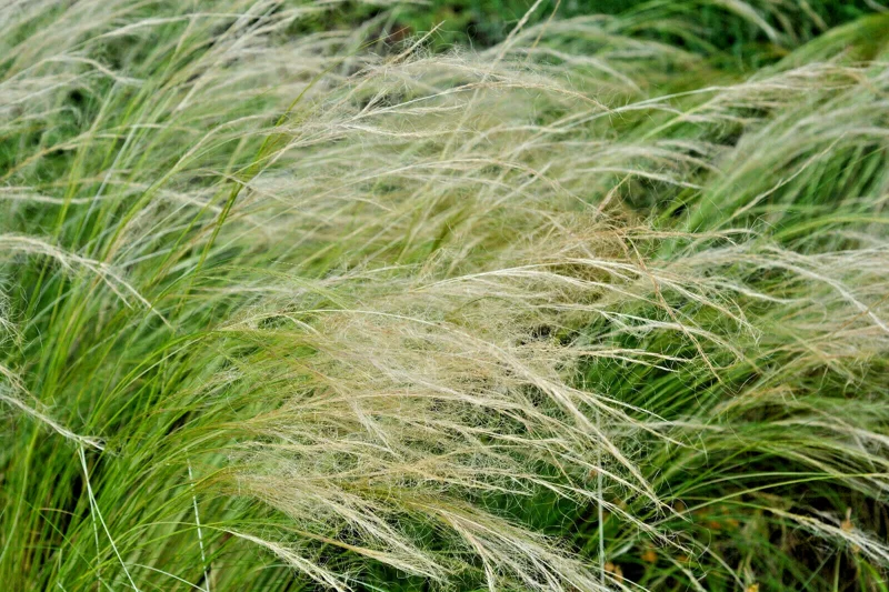 Mexican Feather Grass Seeds - 1000 Stipa Tenuissima Seeds - Hardy Ornamental Grass for Outdoor Landscaping - Image 2