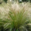 Mexican Feather Grass Seeds - 1000 Stipa Tenuissima Seeds - Hardy Ornamental Grass for Outdoor Landscaping - Image 1