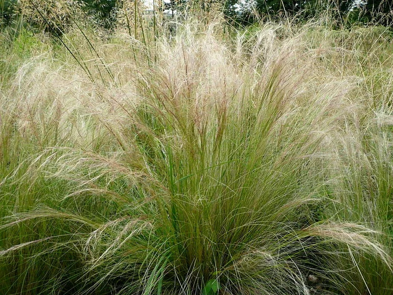Mexican Feather Grass Seeds - 1000 Stipa Tenuissima Seeds - Hardy Ornamental Grass for Outdoor Landscaping - Image 1
