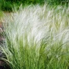 Mexican Feather Grass Seeds - 153 Count Stipa Tenuissima, Hardy Ornamental Grass - Image 1