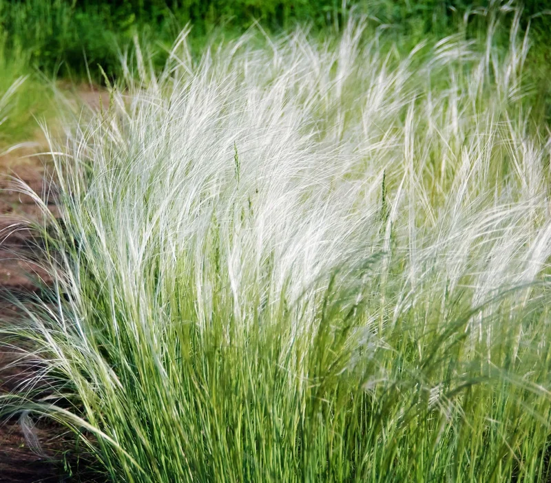 Mexican Feather Grass Seeds - 153 Count Stipa Tenuissima, Hardy Ornamental Grass - Image 1
