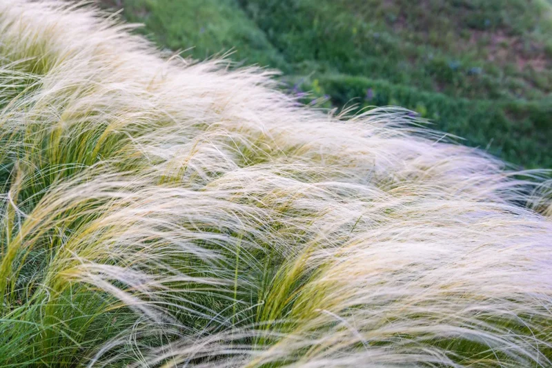 Mexican Feather Grass Seeds - 153 Count Stipa Tenuissima, Hardy Ornamental Grass - Image 2