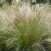 Mexican Feather Grass Seeds - 160 Stipa Tenuissima Ornamental Grass, Hardy Outdoor - Image 1