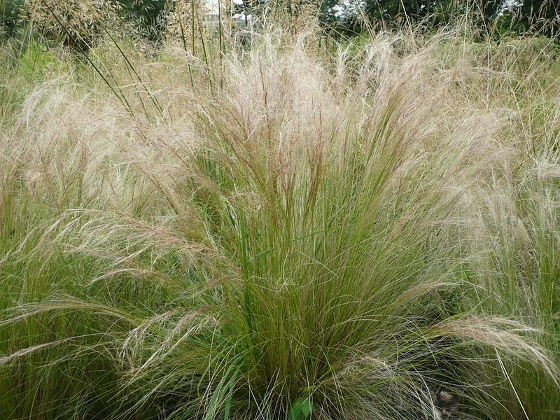 Mexican Feather Grass Seeds - 160 Stipa Tenuissima Ornamental Grass, Hardy Outdoor - Image 1